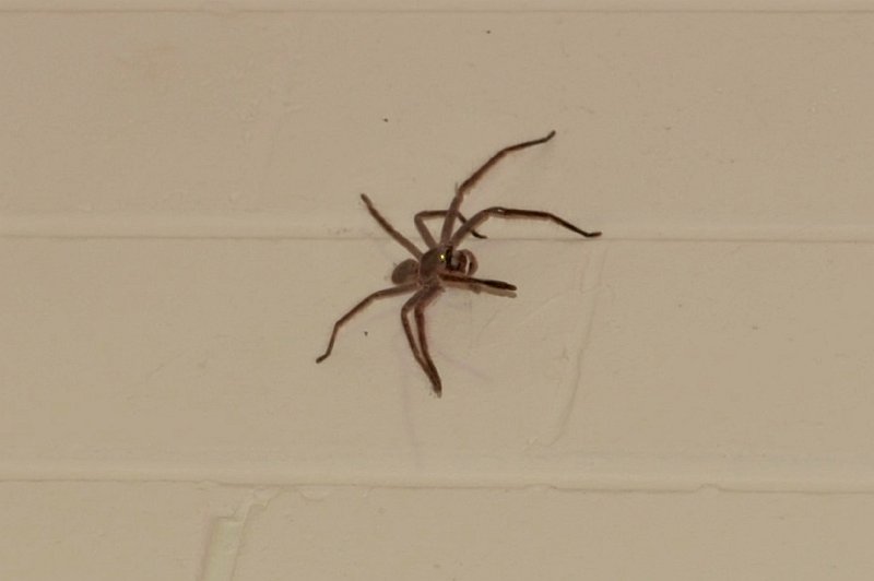 DSC_1078.jpg