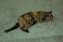 dsc_7199_-_2006-12-18_d8a0c